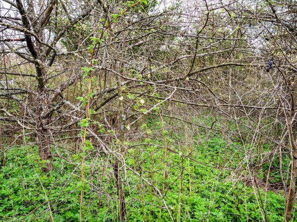 Underbrush Clearing in Rapid City