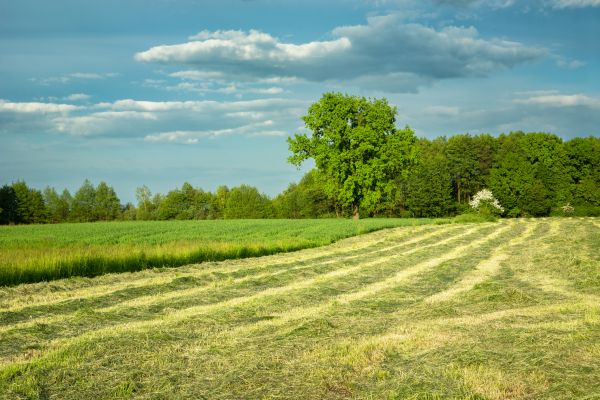 Vegetation Removal in Rapid City