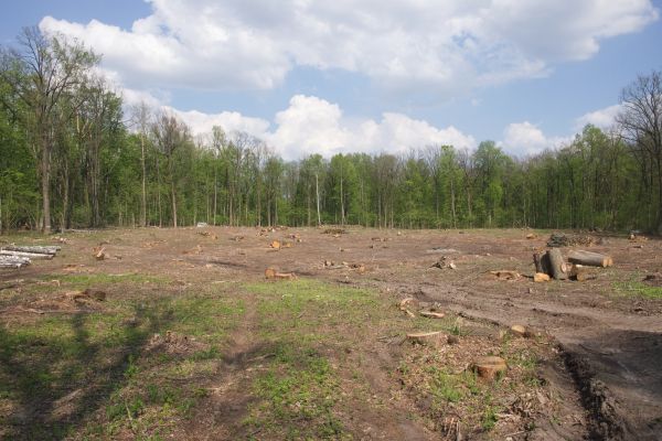 Cost of Pasture Clearing in Rapid City