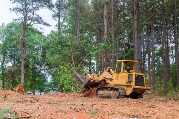 Forest Thinning in Rapid City