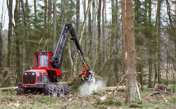 Cost of Forest Clearance Service in Rapid City
