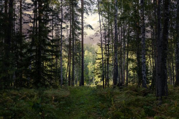 Cost of Pine Tree Clearing in Rapid City